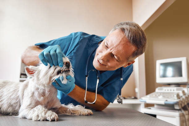 Best 24-Hour Emergency Dental Care in Belle Mead, NJ